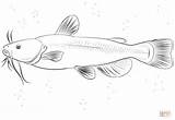 Catfish Coloring Bullhead Colouring Printable Drawing Template Pond Sketch Categories sketch template