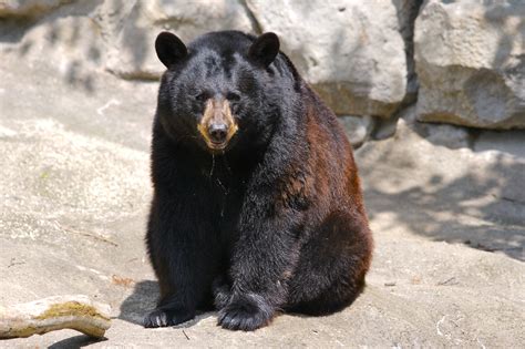 fileblack bear jpg wikimedia commons