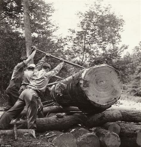 vintage lumberjacks   felled giant trees  hand tools