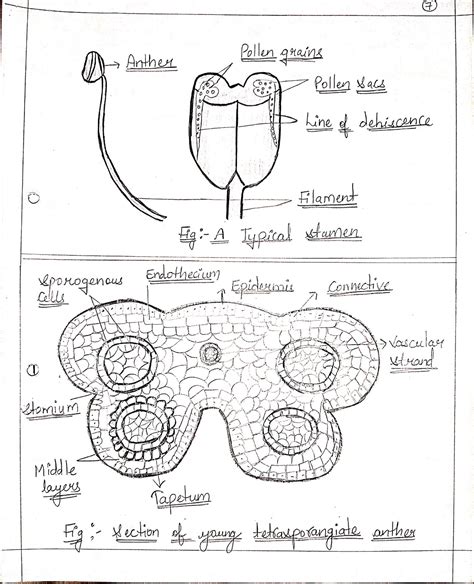 sexual reproduction in flowering plants handwritten notes