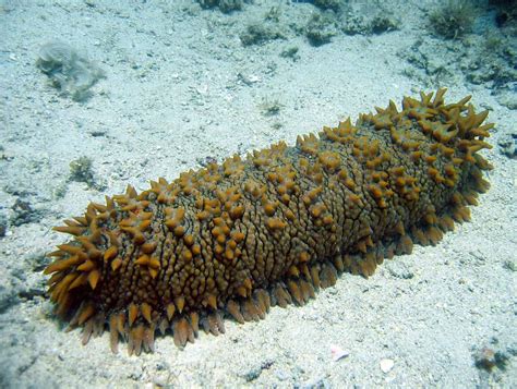 10 Endangered Sea Cucumbers And Their Conservation