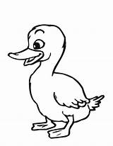 Duck Coloring Pages Printable Ducks Baby Kids Drawing Oregon Duckling Print Clipart Outline Getdrawings Clip Clipartmag sketch template