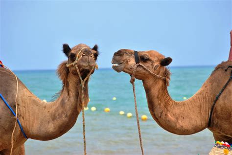 miles de camellos salvajes seran sacrificados  tiros en australia por