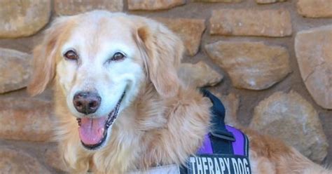 chi chi therapy  american humane hero dog awards