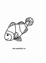 Fisch Fische Ausmalbilder Ausmalbild Ausdrucken Malvorlagen sketch template