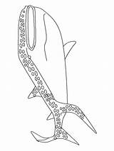 Coloring Pages Sharks Shark Color Leopard Template Print Library Clipart Choose Board sketch template