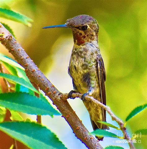 unique hummingbird colors photograph  rachelle celebrity artist