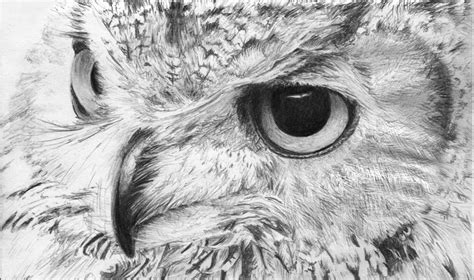 realistic owl sketch lauren ellis art pinterest animals