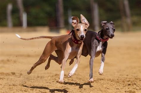 greyhound  great dane breed comparison petzlover