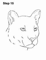 Cougar Draw Drawing Easy Head Mountain Step Lion Drawings Detail Choose Board Puma How2drawanimals Paintingvalley Cartoon sketch template