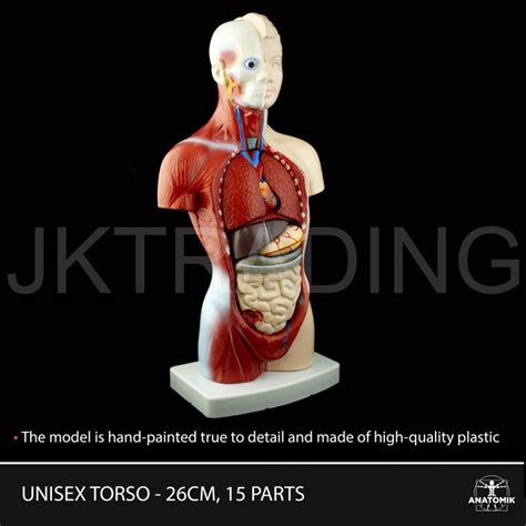 Anatomy Model Jk Trading