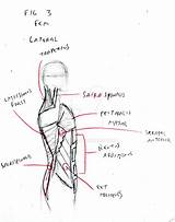 Torso sketch template