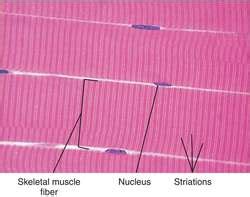 striated muscle definition  striated muscle  medical dictionary