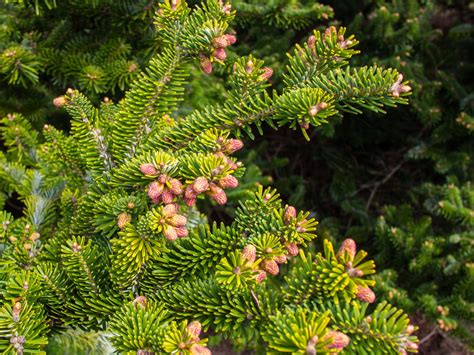 easy  grow species  fir trees