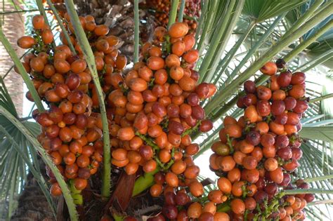 date palm  photo  freeimages