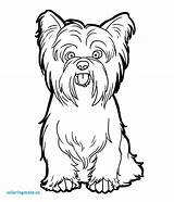 Boston Terrier Yorkie Coloring Puppy Drawings Pages Drawing Colorier Getdrawings Yorkshire Paintingvalley Enregistrée Depuis Br Google sketch template