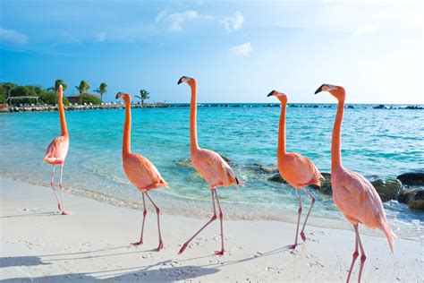 find flamingos  aruba houstonia magazine