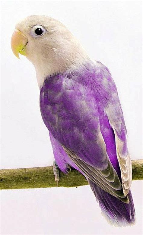 purple beautiful birds pretty birds pet birds