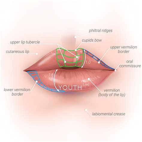 perfect lip youth lab perth