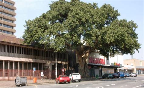tree    historic significance   nelspruit  heritage portal