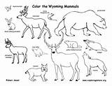 Mammals Wyoming State Coloring Exploringnature sketch template