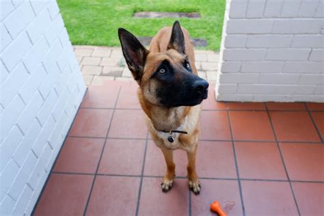 kostenloses foto zum thema belgischer schaeferhund haustier hund