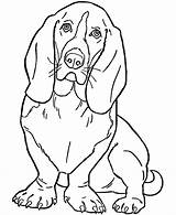 Coloring Basset Hound sketch template