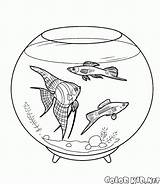 Ryby Pesci Akwariowe Fische Acuario Peces Kolorowanki Kolorowanka Aquarienfische Malvorlagen Domestiques Colorkid Zwierzęta Domowe sketch template