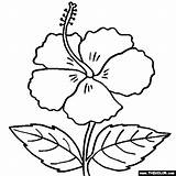 Hibiscus Flower Coloring Pages sketch template