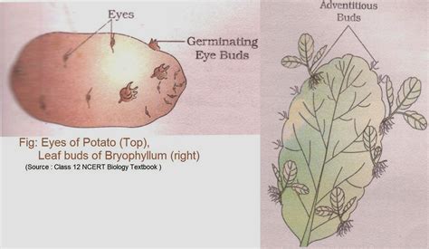 cbse class xii reproduction in organisms ncert solutions of biology