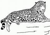 Cheetah Coloring sketch template