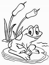 Coloring Frog Pages Frogs Color Kids sketch template