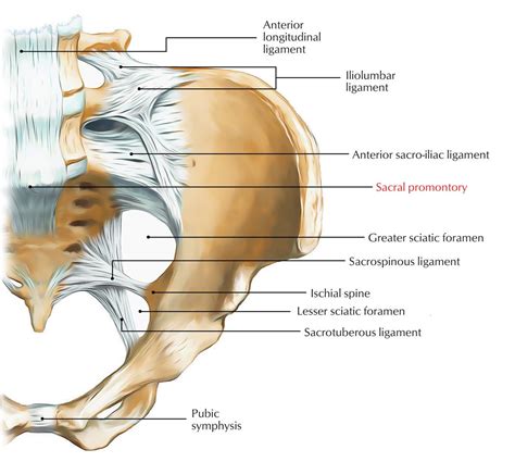 sacrum anatomy pictures koibanainfo