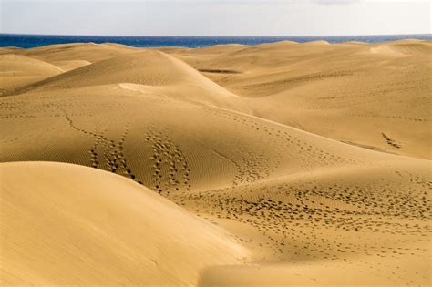 cuidando lo  nos cuida la importancia de las dunas salvaje