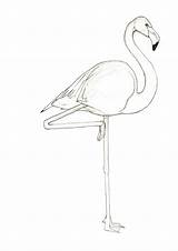 Flamingo Getdrawings sketch template