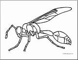 Wasp Coloring Getcolorings Insects Designlooter sketch template