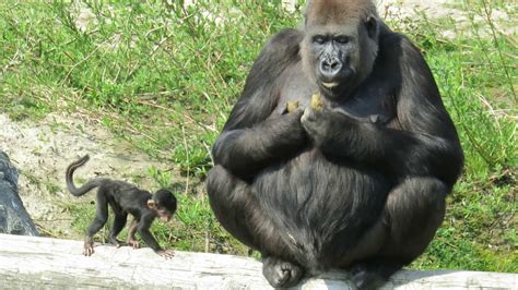 safaripark beekse bergen  vervelende gorillas youtube