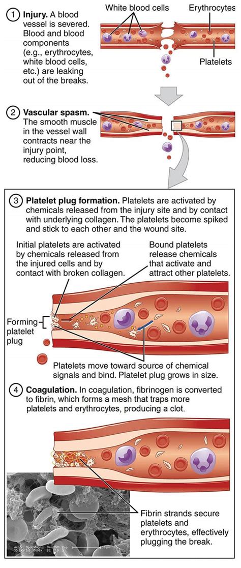 mechanism  blood clotting