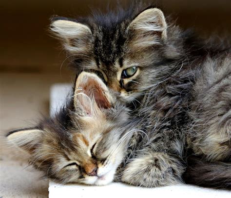 kitten cat animals hug sleep cute eyes baby wallpapers hd