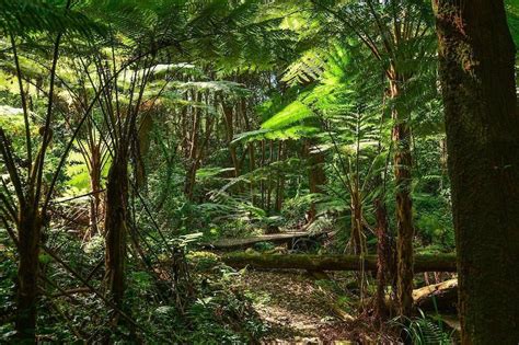 australian tropical rainforest plants   garden ultimate backyard