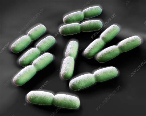 listeria bacteria artwork stock image  science photo