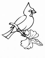 Coloring Bird Cardinal Louisville Winter Pages University Template Utilising Button Print sketch template