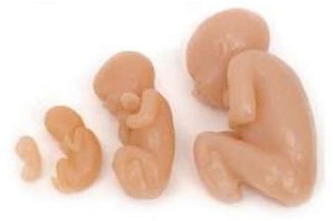 debunking  argument  fetuses arent children lifenewscom