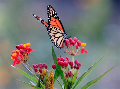 creating  butterfly garden  easier