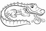 Cocodrilo Crocodile Alligator Pintar Coloringonly Descripción sketch template