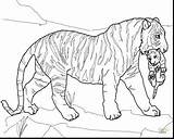 Coloring Clouded Leopard Getcolorings sketch template