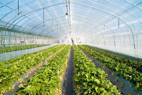 hectares  greenhouses authorized financial tribune