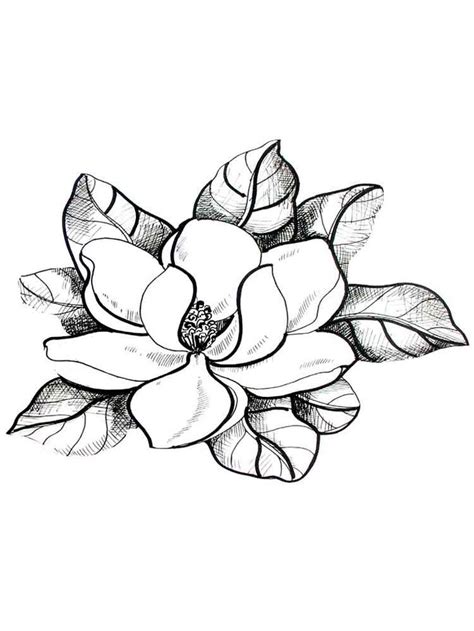 magnolia flower coloring pages  flower drawing flower coloring