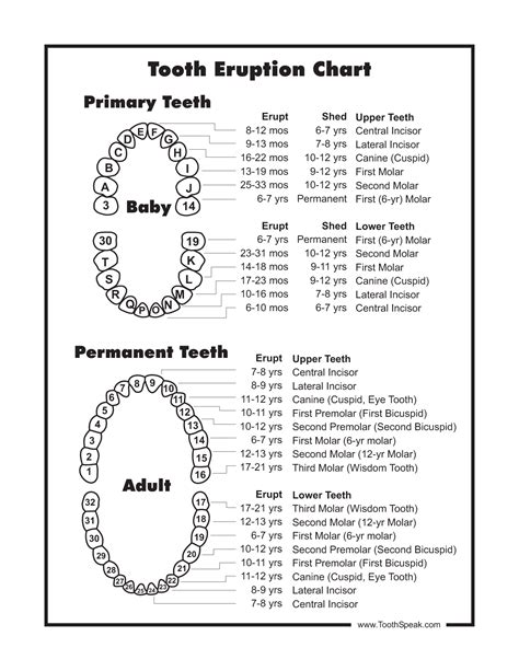 printable tooth number chart