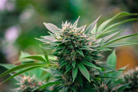 les  principales raisons de faire pousser du cannabis biologique